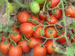 Tomato Material