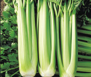 芹菜 Celery